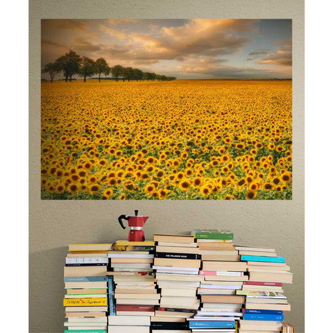 Wall Mural Sunflowers - Peel and Stick Fabric Wallpaper for Interior Home Decor